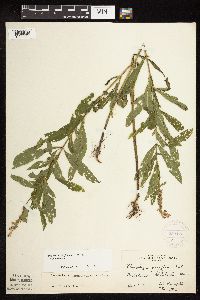 Physostegia virginiana image