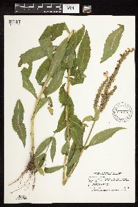 Physostegia virginiana image