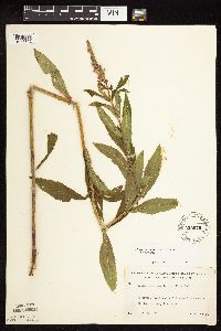 Physostegia virginiana image