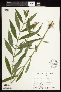 Physostegia virginiana image