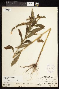 Physostegia virginiana image
