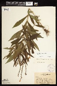 Physostegia virginiana image