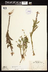 Physostegia virginiana image
