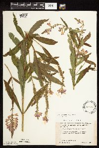 Physostegia virginiana image