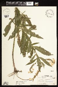 Physostegia virginiana image