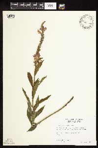 Physostegia virginiana image