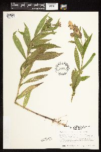 Physostegia virginiana image