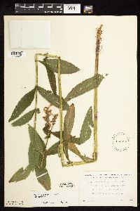 Physostegia virginiana image