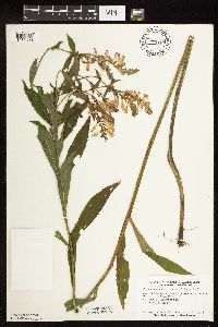 Physostegia virginiana image
