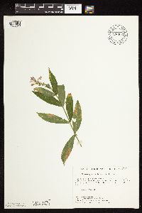 Physostegia virginiana image