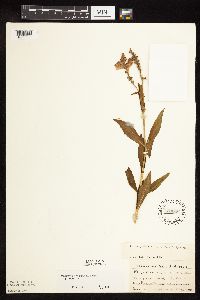 Physostegia virginiana image