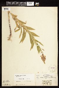 Physostegia virginiana image