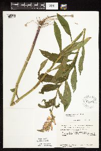 Physostegia virginiana image
