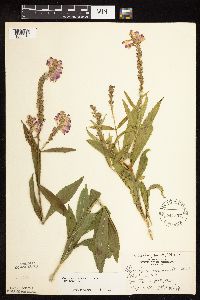 Physostegia virginiana image
