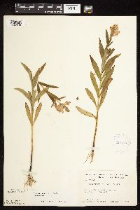 Physostegia virginiana image