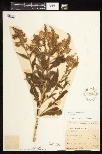 Physostegia virginiana image