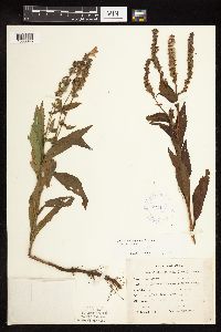 Physostegia virginiana image