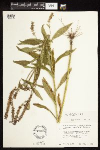 Physostegia virginiana image