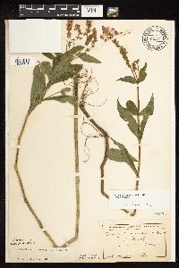 Physostegia virginiana image