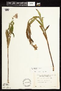 Physostegia virginiana image