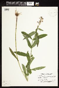 Physostegia virginiana image