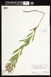 Physostegia virginiana image
