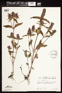 Image Associated With the Occurrence