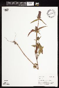 Image Associated With the Occurence
