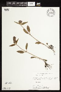 Thumbnail image of current specimen