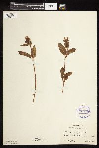 Thumbnail image of current specimen