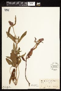 thumbnail image of current specimen
