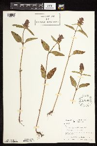 Prunella vulgaris subsp. lanceolata image