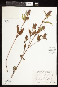 Prunella vulgaris subsp. lanceolata image