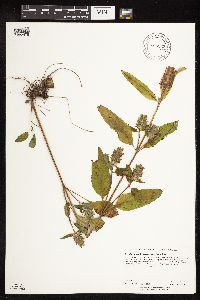 Prunella vulgaris subsp. lanceolata image