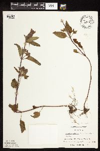 Prunella vulgaris subsp. lanceolata image