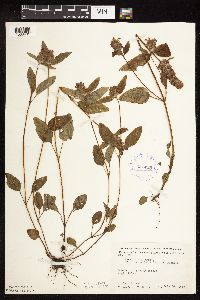 Prunella vulgaris subsp. lanceolata image