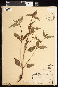 Prunella vulgaris subsp. lanceolata image