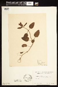 Prunella vulgaris subsp. lanceolata image