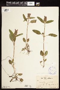 Prunella vulgaris subsp. lanceolata image