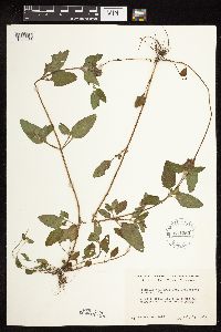 Prunella vulgaris subsp. lanceolata image