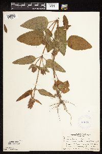 Prunella vulgaris subsp. lanceolata image
