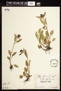 Prunella vulgaris subsp. lanceolata image