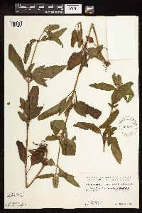 Prunella vulgaris subsp. lanceolata image