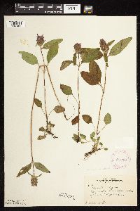 Prunella vulgaris subsp. lanceolata image