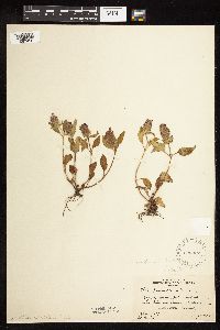 Prunella vulgaris subsp. lanceolata image