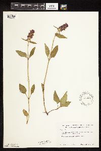 Prunella vulgaris subsp. lanceolata image