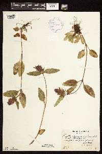 Prunella vulgaris subsp. lanceolata image