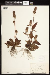Prunella vulgaris subsp. lanceolata image