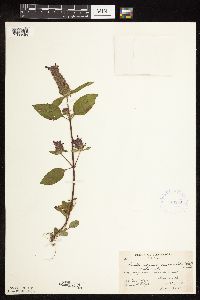 Prunella vulgaris subsp. lanceolata image