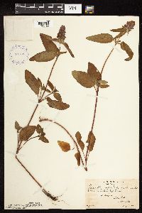 Prunella vulgaris subsp. lanceolata image